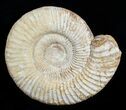 Huge Inch Perisphinctes Ammonite #3752-2